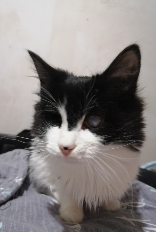 Котовторник 11.01.22