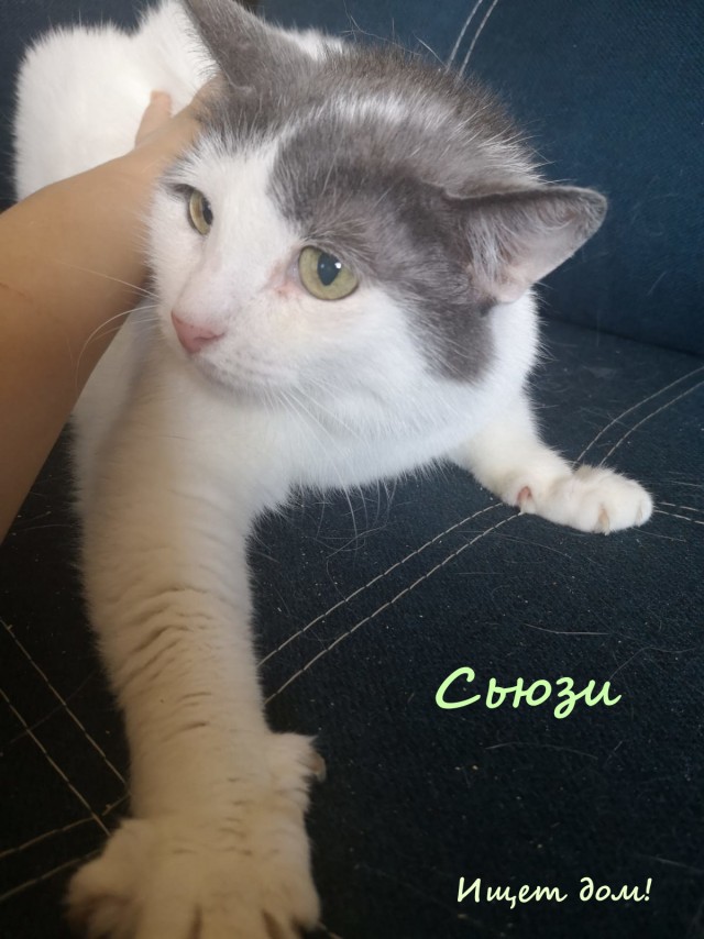 Жизнь домашнего приюта "Котоленд" 323