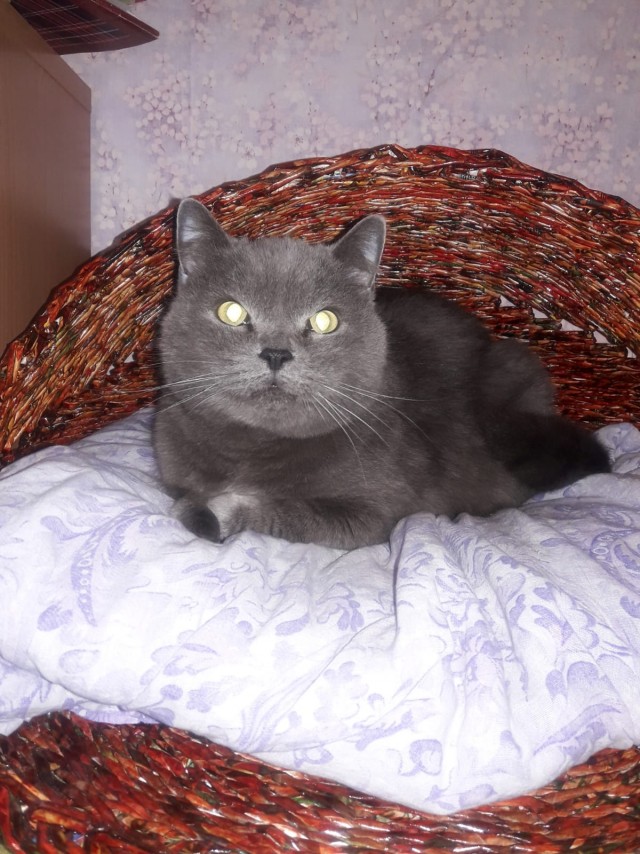 Котовторник ведь начался!