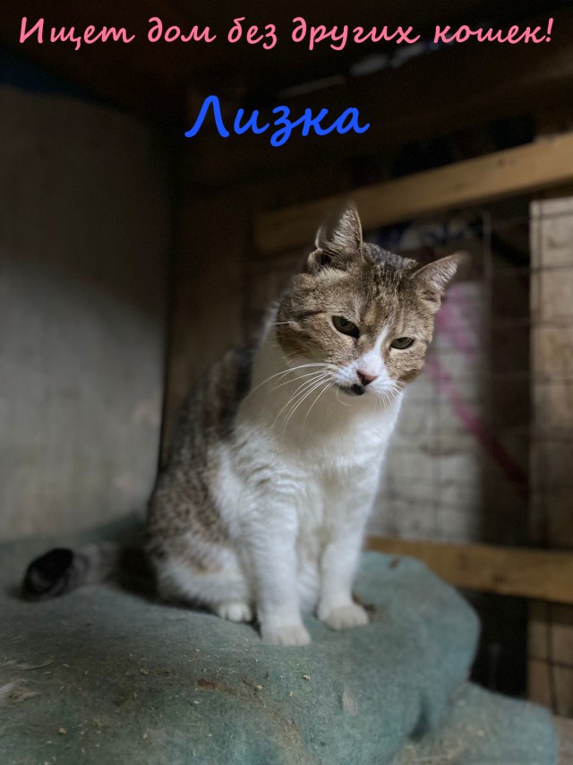 Жизнь домашнего приюта "Котоленд" 333