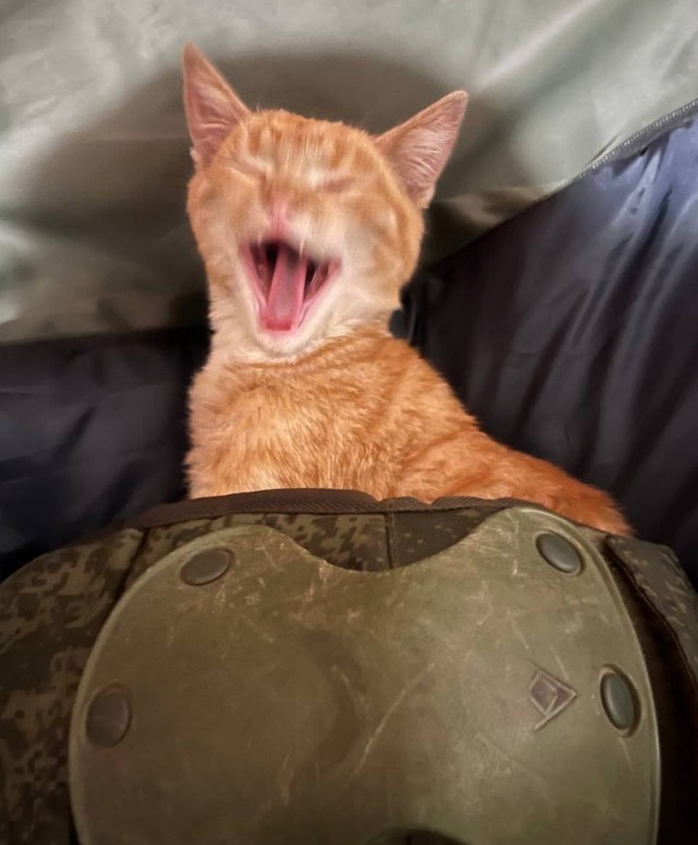 Вторник, сэр кот