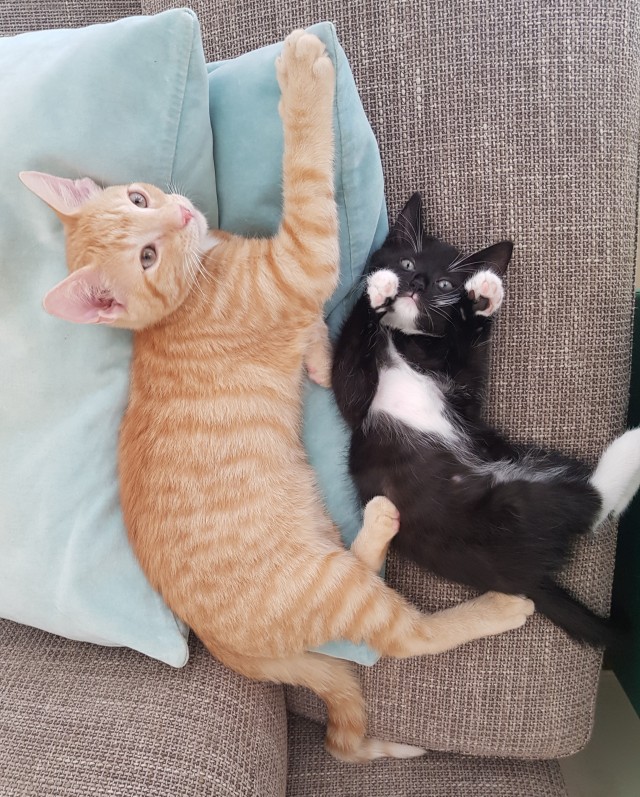 Мой котовторник