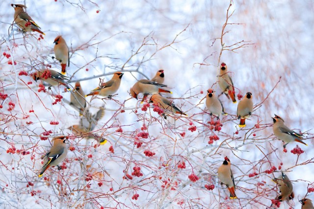Свиристели прилетели. Красиво!