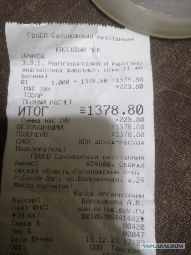 Собакочетверг или как я стал приемным папой