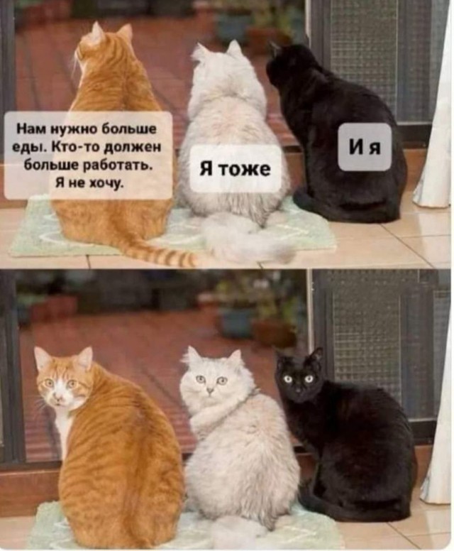 Жизнь домашнего приюта "Котоленд" 427