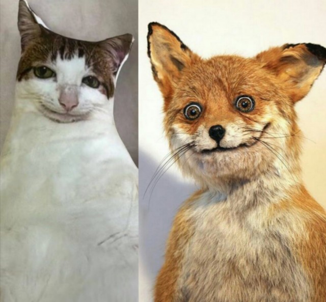 Котейке подарили подушку