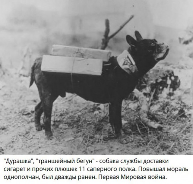 Собаки из истории в картинках