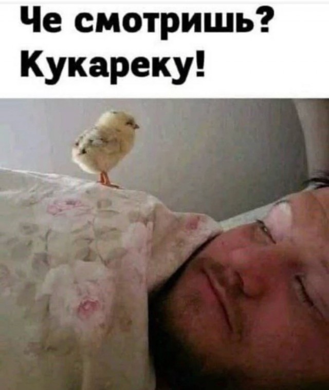 Так себе картинки 20.11.24
