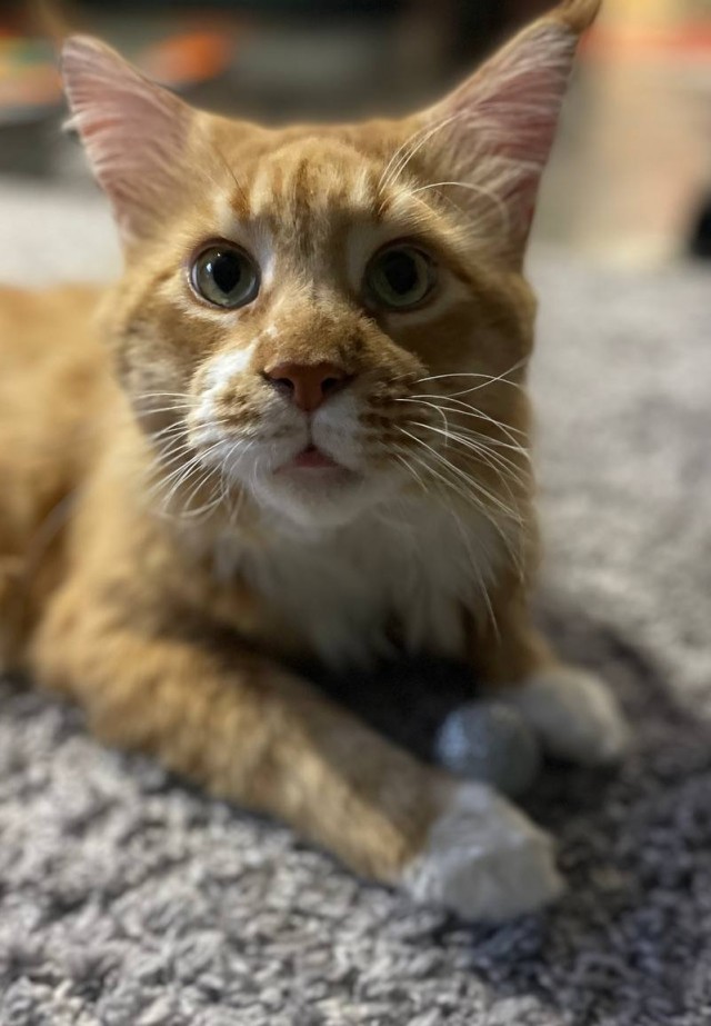 Котовторник