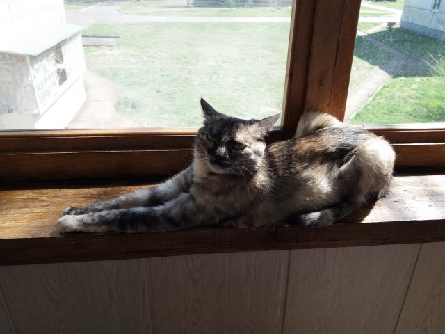 Кот.