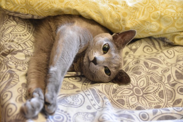 Котовторник