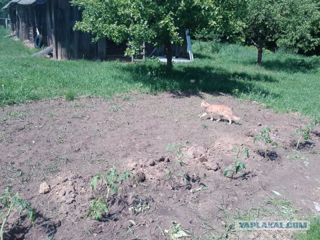 Жизнь домашнего приюта для котеек 545