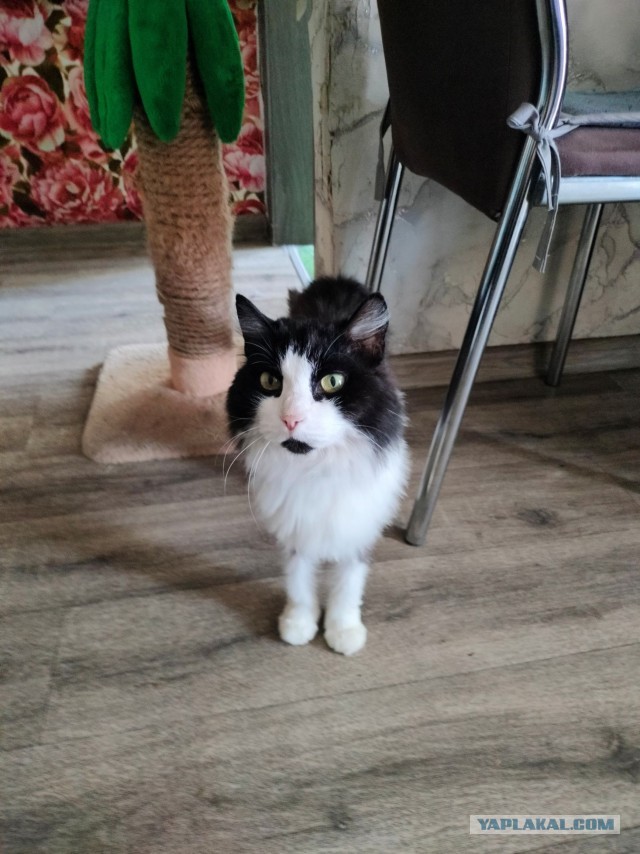 Начинаем котовторник