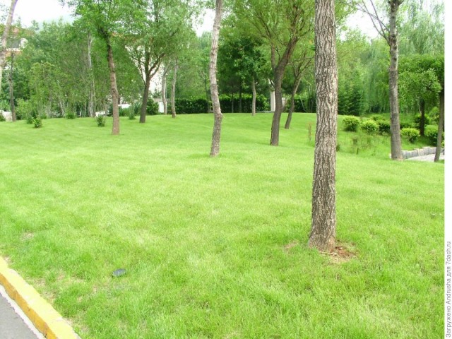 Штраф за 20 см: белорусы показывают высоту травы возле своих домов