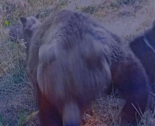 В Румынии медведь растерзал итальянского туриста после селфи с ним