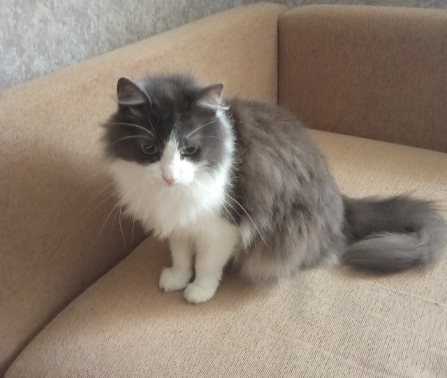 Девушка нашла в мусорном баке котёнка и забрала домой ❤️