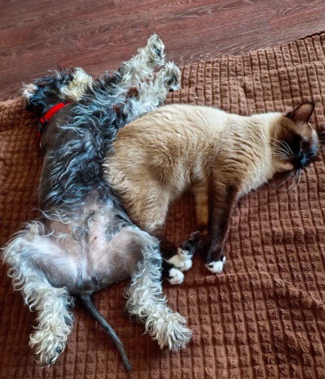 С котовторником!
