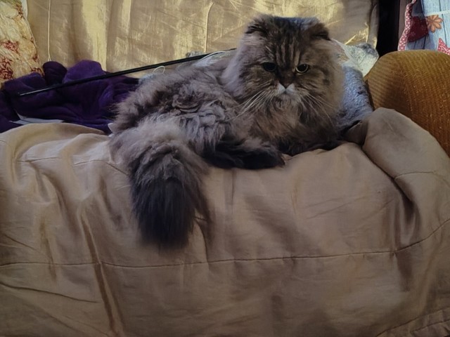 Хвостище к котовторнику