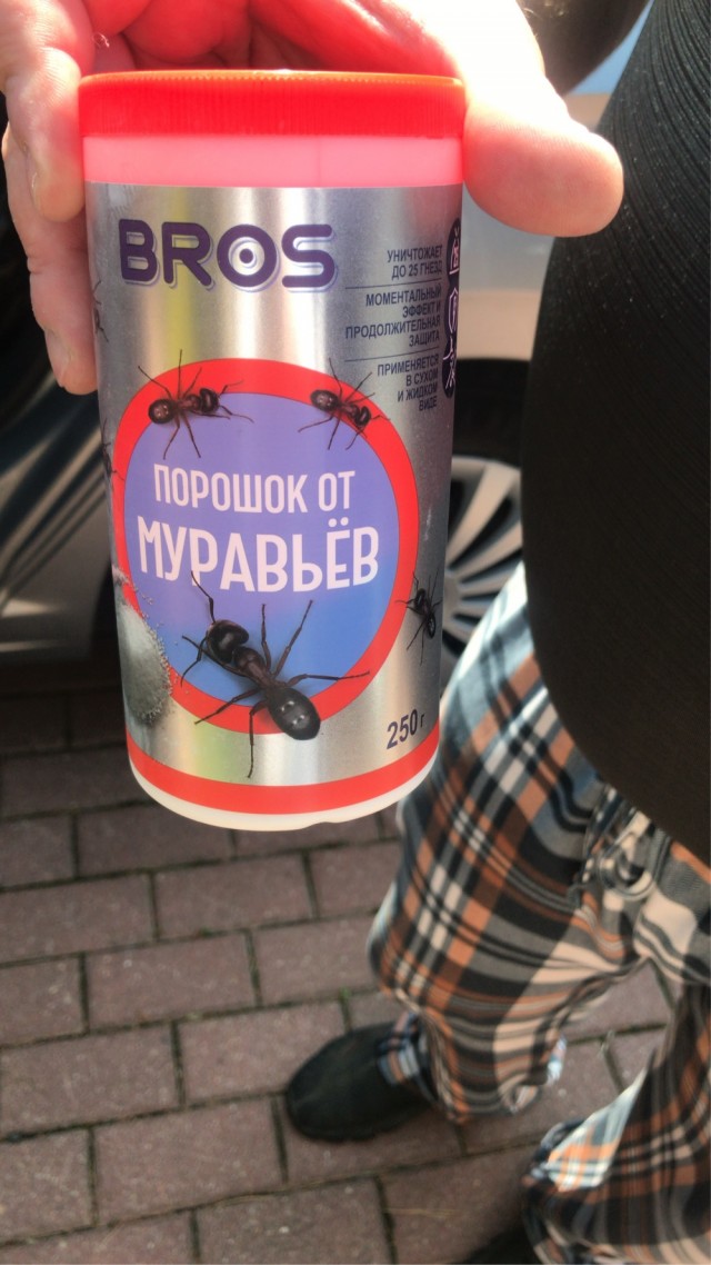 Муравьи в доме!