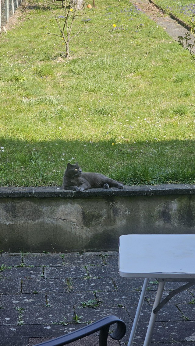 Приключения юного кота