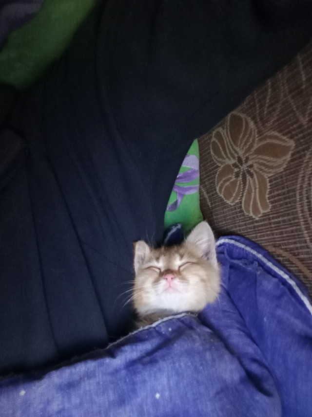 Маленький рыжий сплюшка (котовторник)