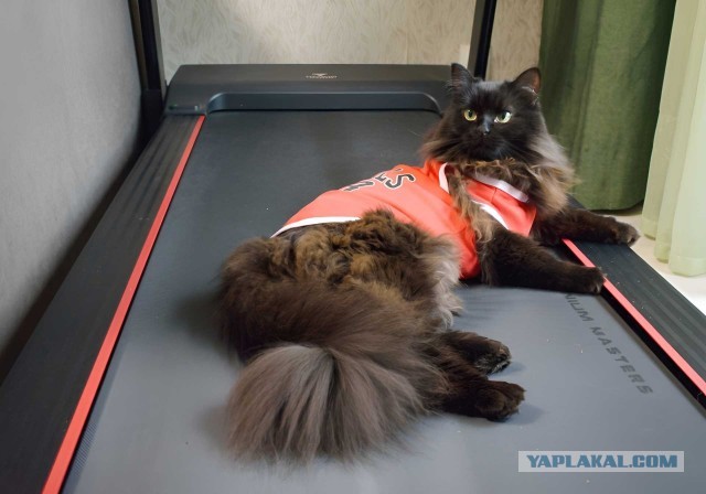 Спортивный котовторник.