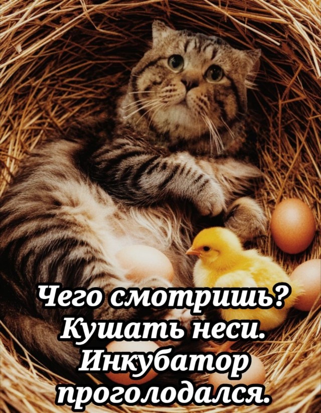 Фотожаба: Грустный котик