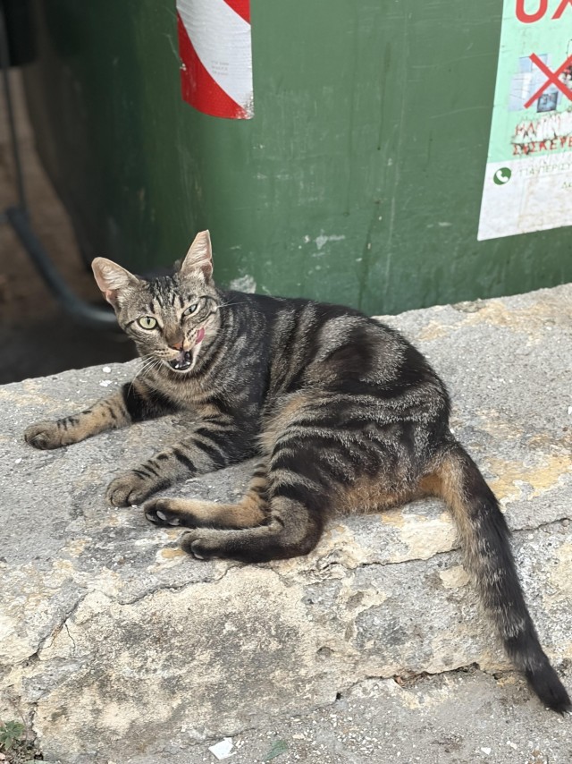 Уличные котики