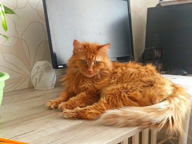 Степана вам в котовторник