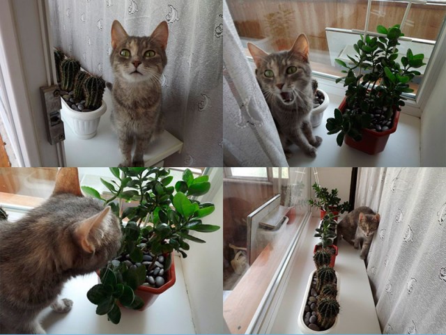 Котовторник   27.08.2013