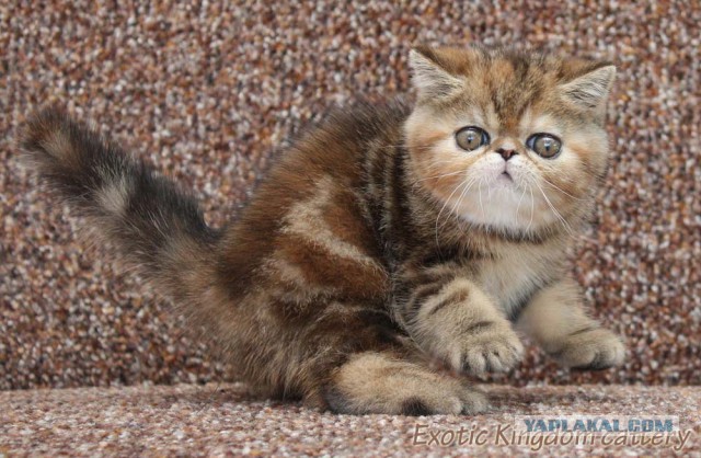 Котовторник   17.12.2013
