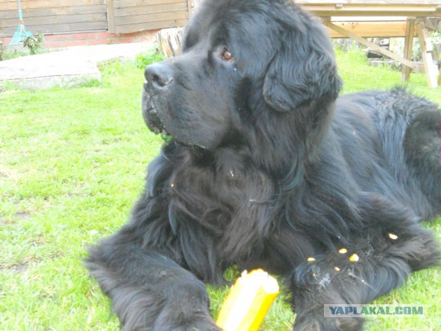 Собакочетверг на 02.01.2014