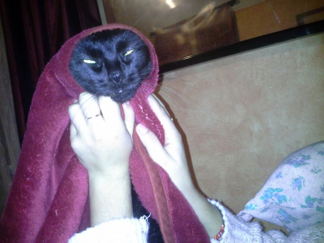 Сегодня мыли котов :3