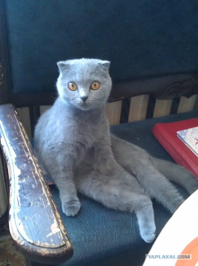Котовторник 29.04.14.