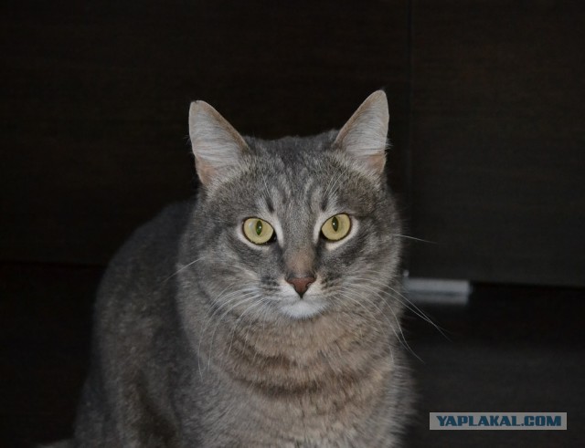 С Котовторником!