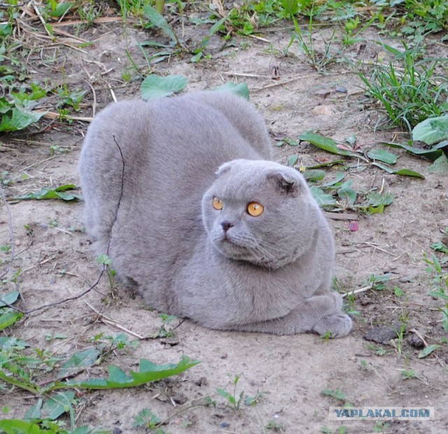 Котовторник 10.06.2014