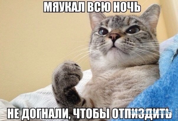 Мяукал всю ночь