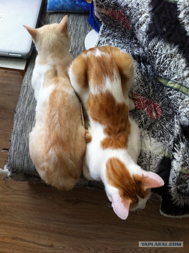 Котовторник  08.07.2014