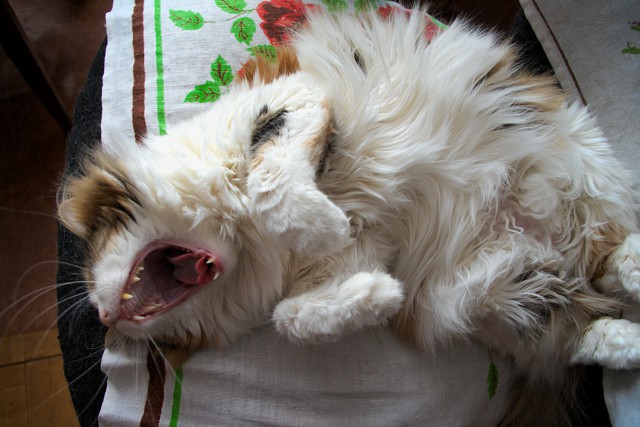 А у тебя есть фото твоей зевающей котейки ?