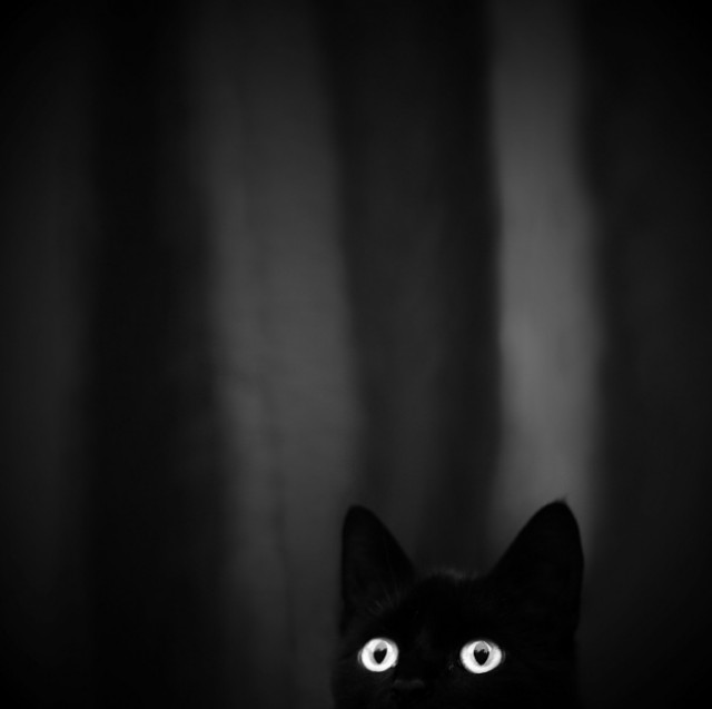 Котовторник 04.11.2014