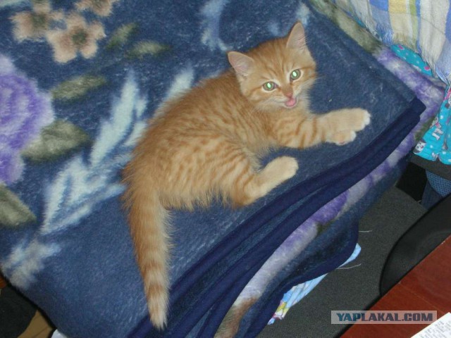 Котовторник 11.11.2014