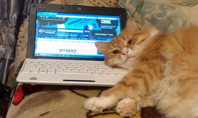 Котовторник 20.01.2015