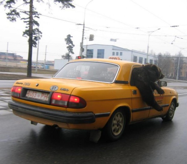 Весёлые картинки