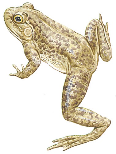 Девушка-краб