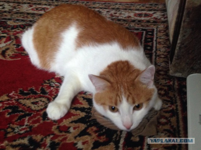 Котовторник 29-09-2015,
