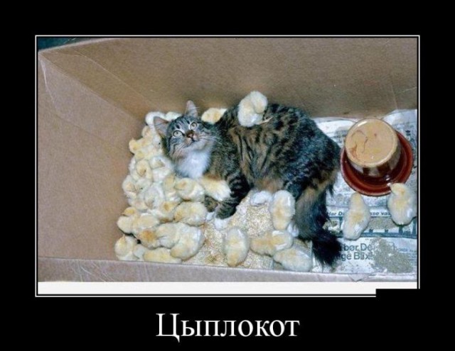 Картинки