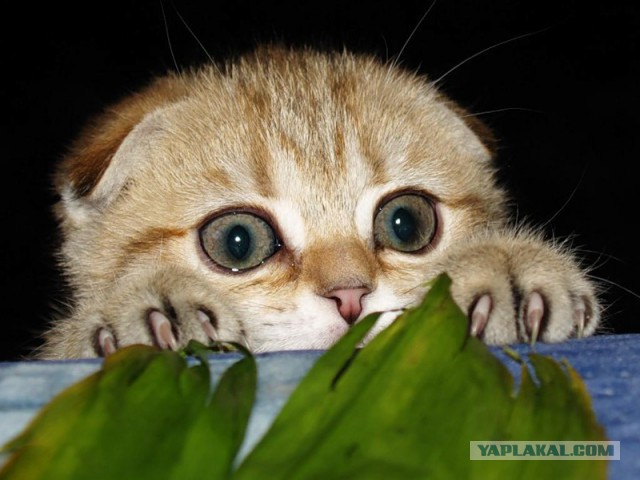 В Кремле насторожились из-за колебания курса рубля