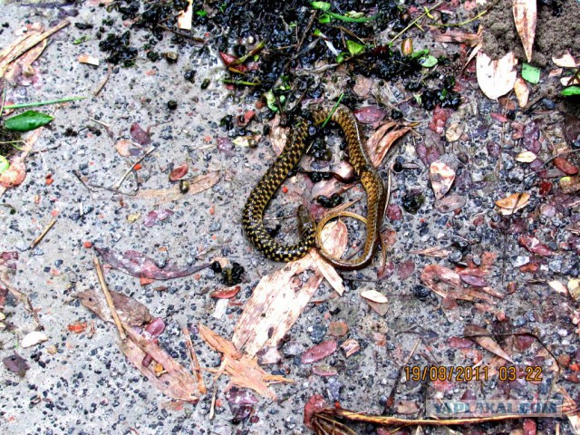 Что такое Бангладеш?