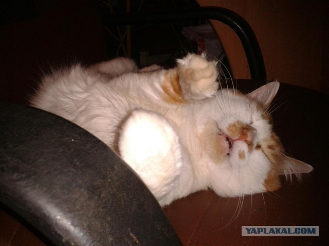 Котовторник 22.03.2016