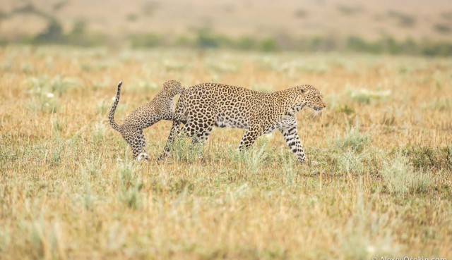 Леопардик Поли